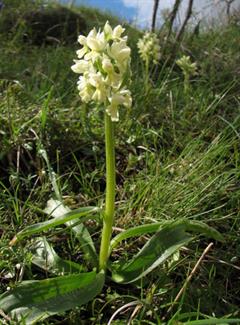 ثعلب غده ای گرجی